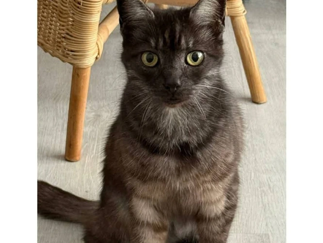 JASPER (DH)