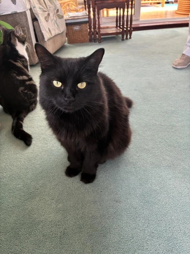 Blackie