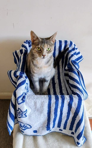 Rosie