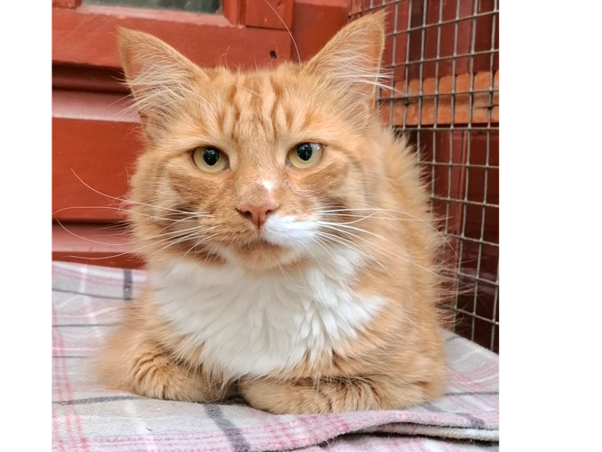 Simba