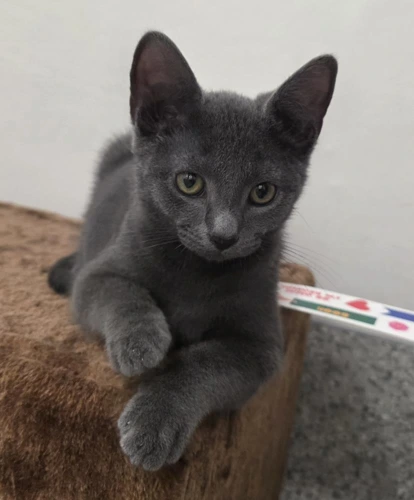 Merlin 3 Month Old Male