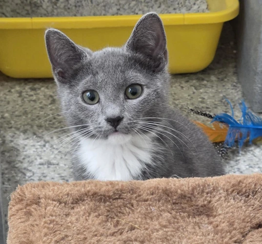 Gwen 3 Month Old Female
