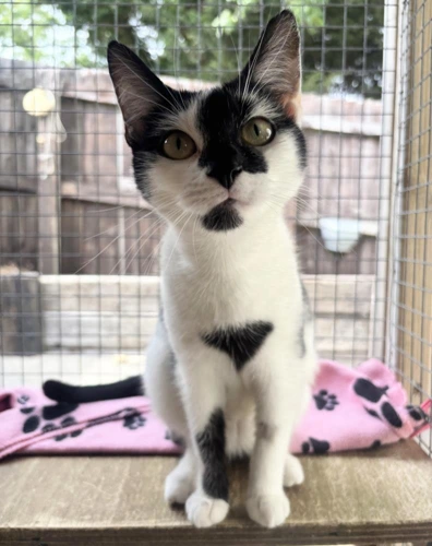 Nova