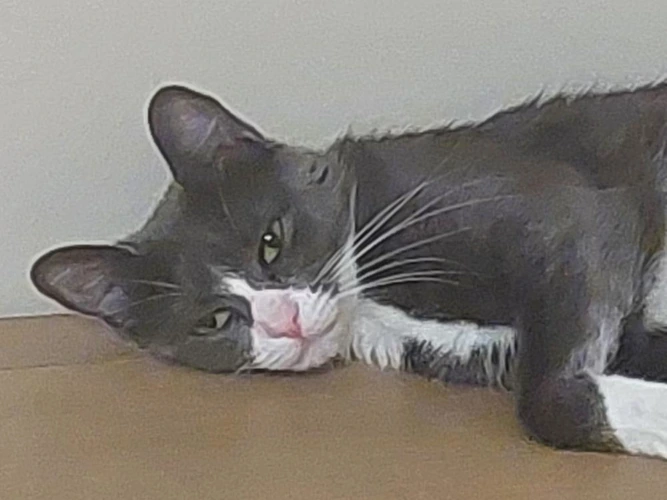 Willow