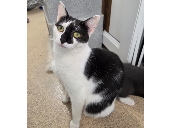 Amelia