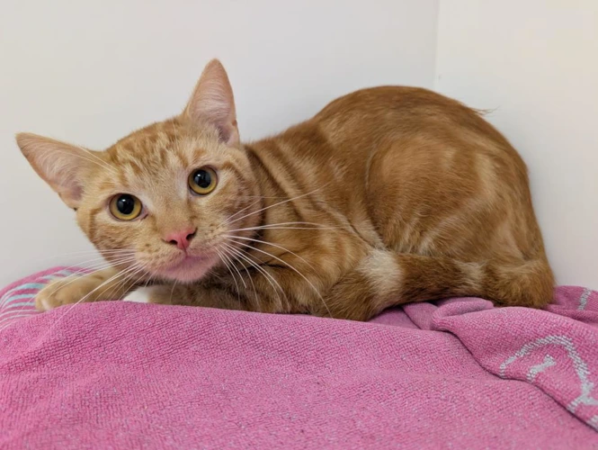 Garfield 185 2026