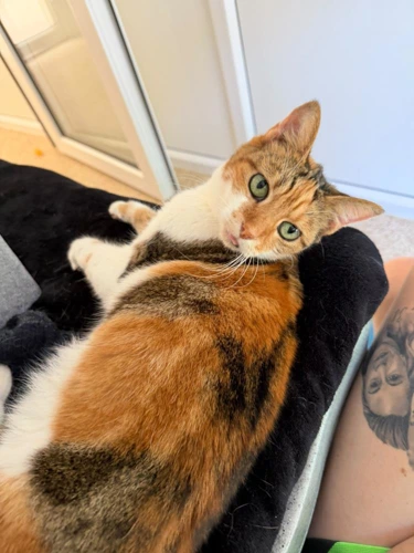 Bella