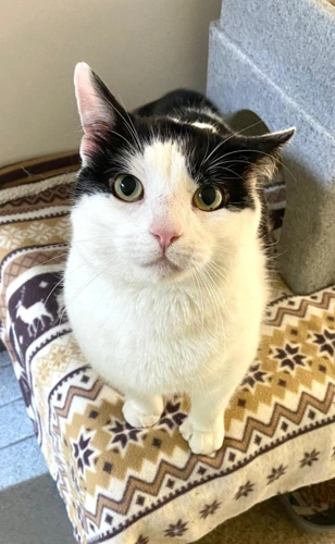 Oreo