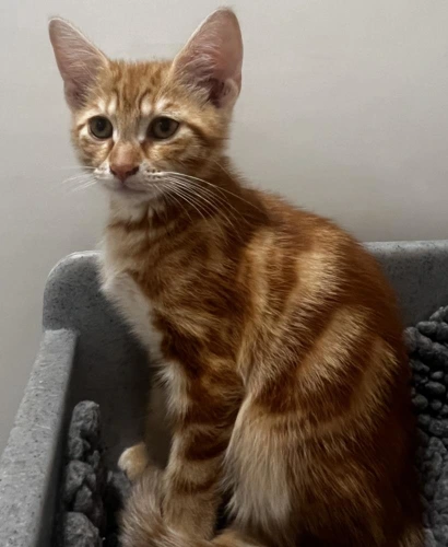 Kev 13 weeks old male