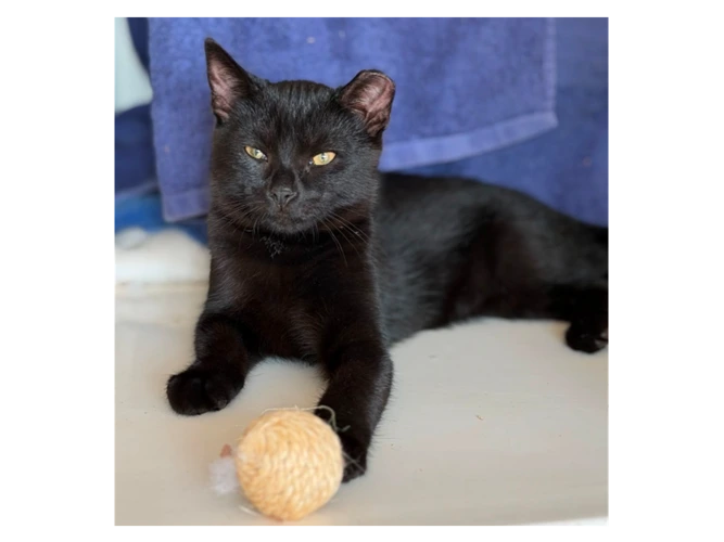 Ronnie and Reggie