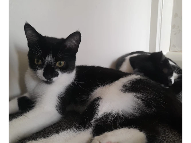 Maya's kittens