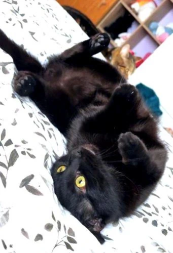 MYLO