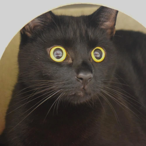 Cat Cobain