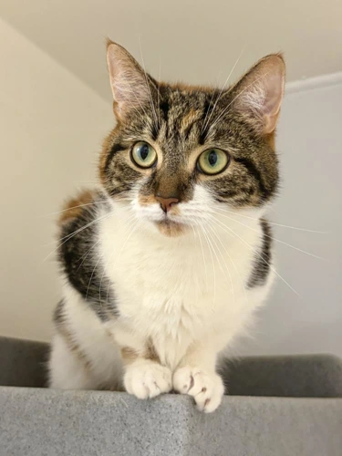 Meowly Cyrus