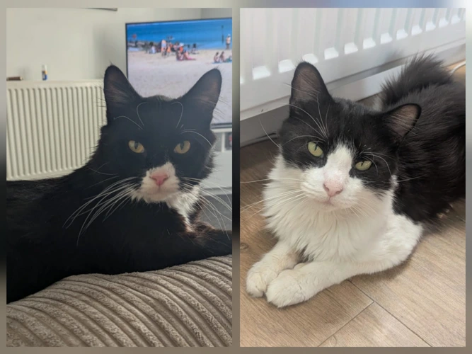 Miller (2yo) and Carter (4yo)