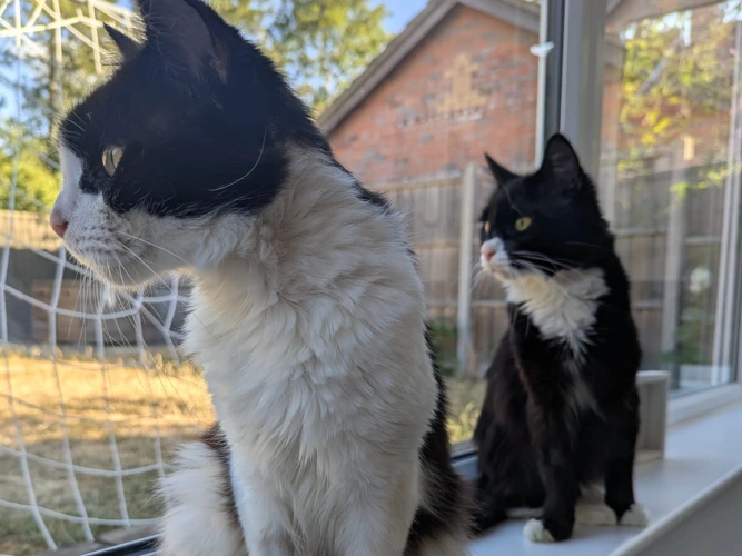 Miller (2yo) and Carter (4yo)