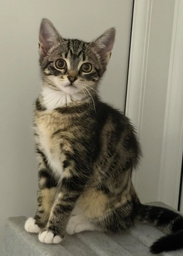 Addison