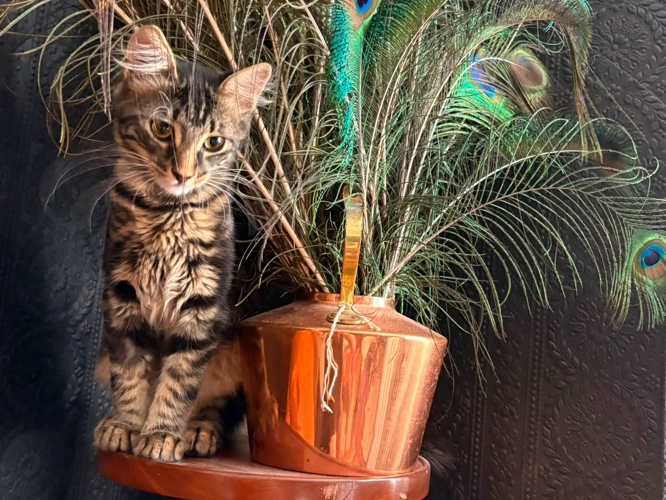 5-month-old Benji