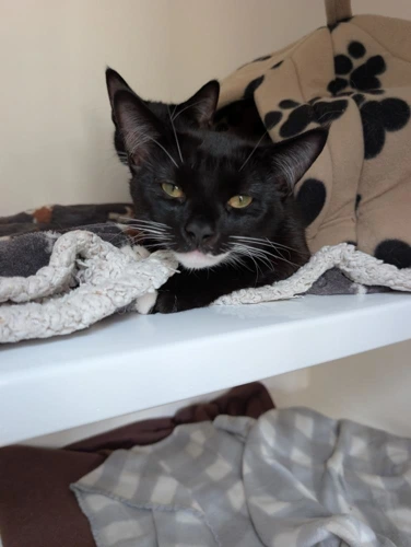 Bowie