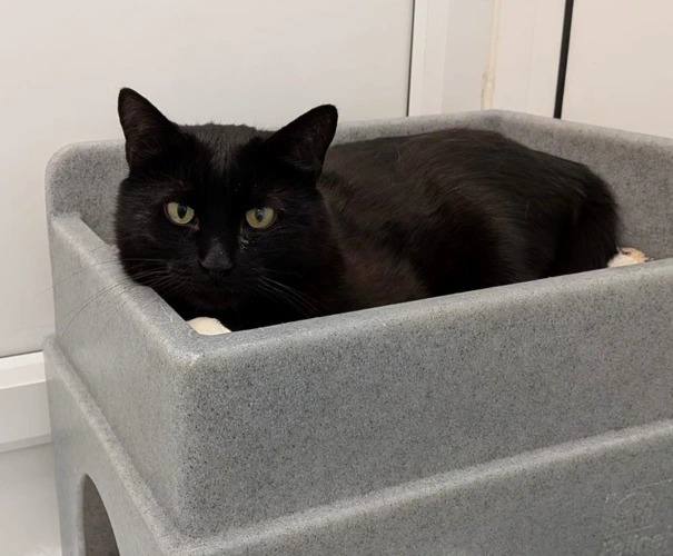 Bagheera
