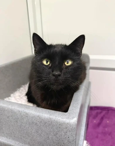Bagheera