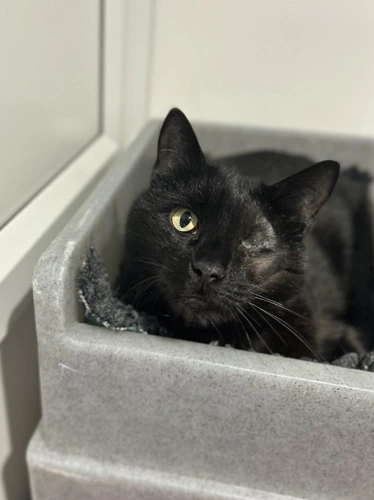Bagheera