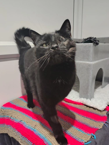 Bagheera