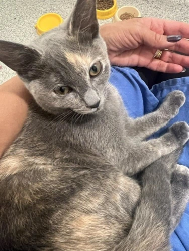 Zina 4 month old female