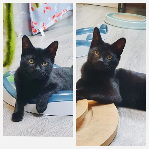Max and Milo