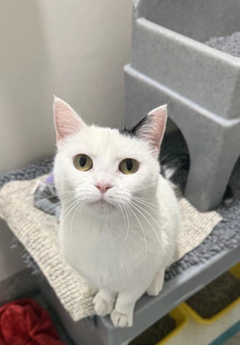 Aber 2 year old male