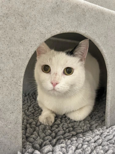 Aber 2 year old male