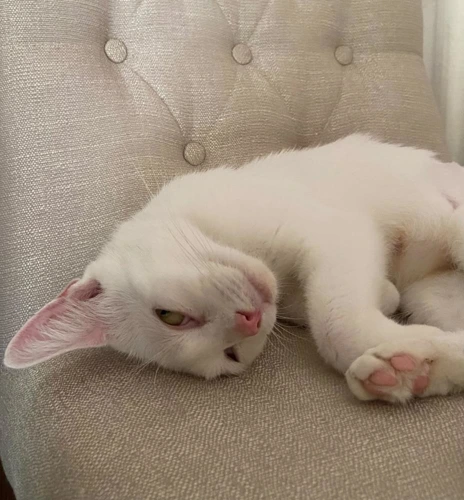 Pearl 3 years old female