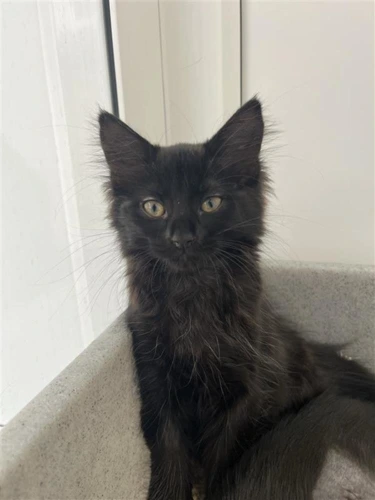 Whiskers K2