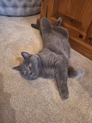 Lyra