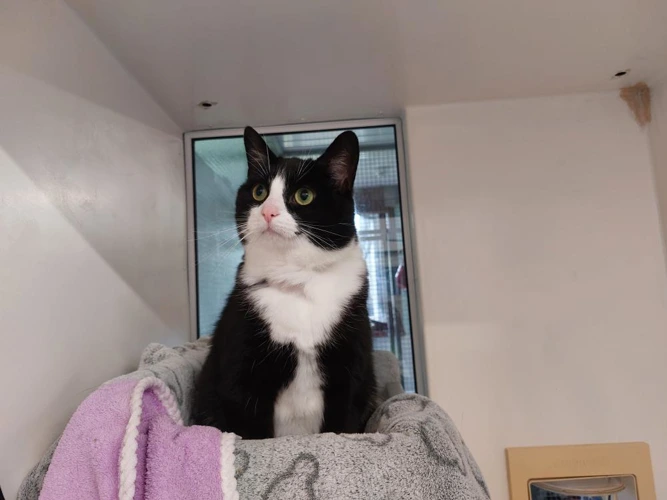 Mittens
