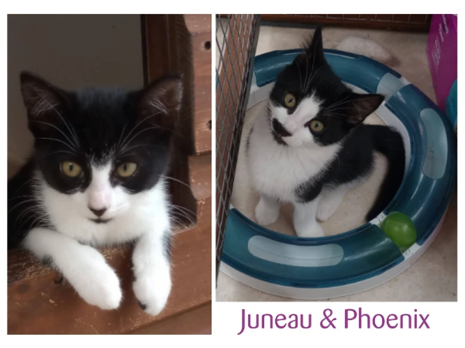 Juneau & Phoenix