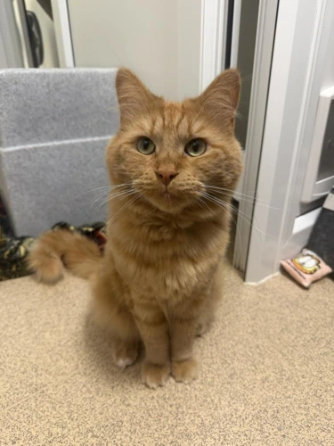Simba