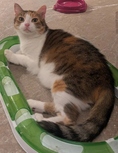 Peaches