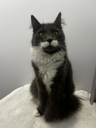 Pringle