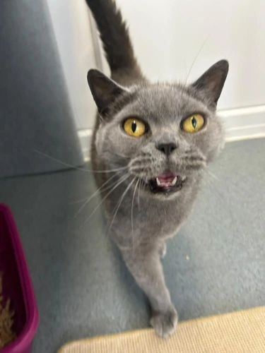 Molly
