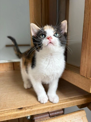 Calico