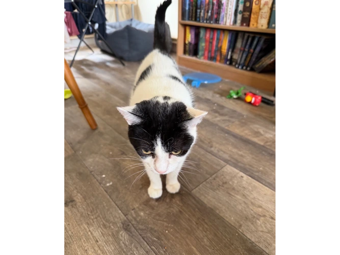 Loki