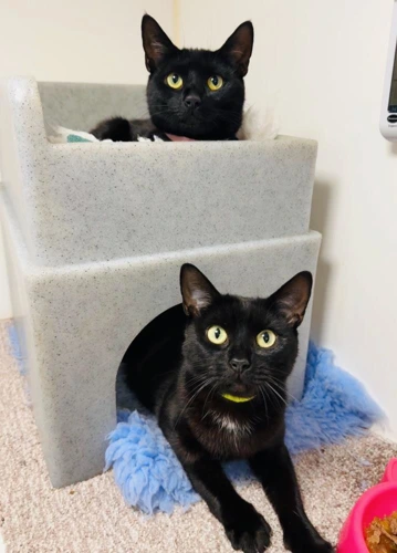 Coco and Sonya