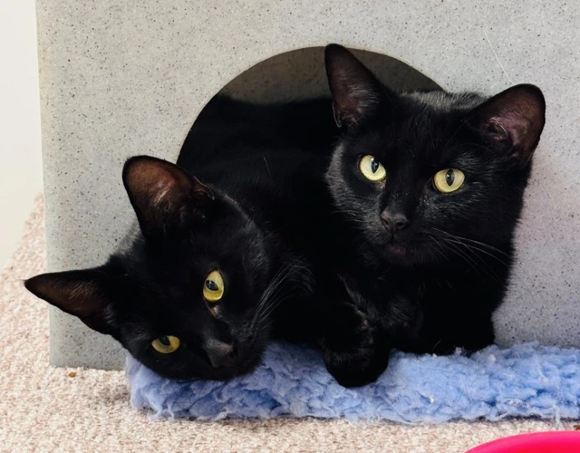 Sonya and Coco