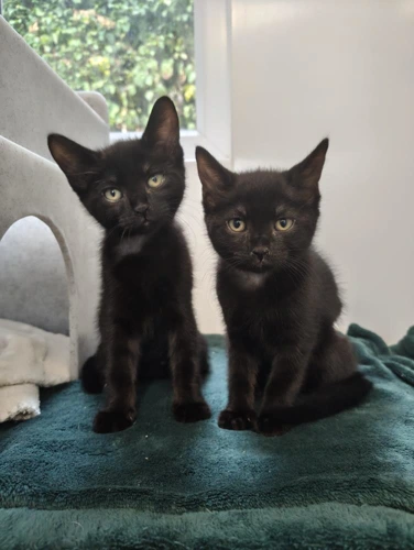 Kiki