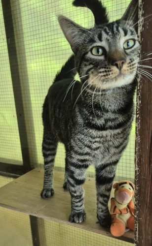 Tigger