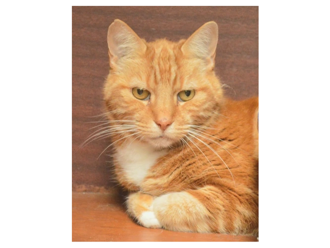 Marmalade