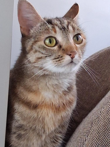 Tinkerbell