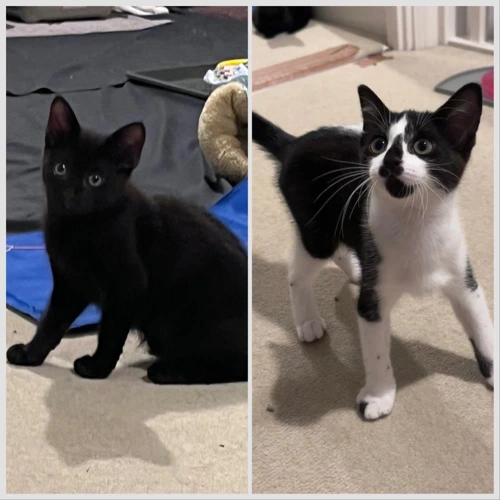 Elisa and Ebony
