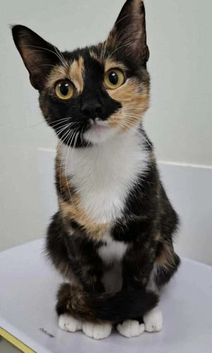 Maggie Hazel